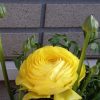 Жовтець Yellow - Зображення 4