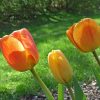 Тюльпан Beauty of Apeldoorn - Зображення 9