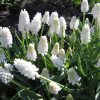 Мускарі Aucheri White Magic - Зображення 6