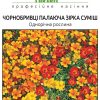 Чорнобривці Палаюча зірка - Зображення 2