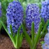Гіацинт Delft Blue - Зображення 5