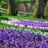 Крокус Flower Record - Зображення 7
