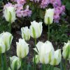 Тюльпан Spring Green - Зображення 4