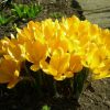 Крокус Giant Yellow - Зображення 6