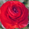 Жовтець Red - Зображення 4