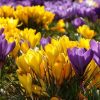 Крокус Giant Yellow - Зображення 5
