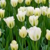 Тюльпан Spring Green - Зображення 5