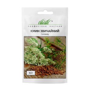 Кмин звичайний - Зображення 2