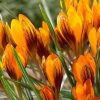Крокус Orange Monarch
