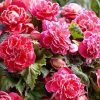 Бегонія Камелія Флора - Camelia Flora pink-white - Зображення 2