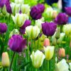 Тюльпан Spring Green - Зображення 2