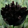 Тюльпан Black Parrot double - Зображення 4