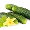 Огірок Кущовий