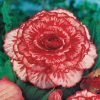 Бегонія Мармората - Marmorata red-white - Зображення 2
