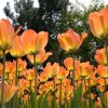 Тюльпан Beauty of Apeldoorn - Зображення 6
