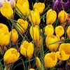 Крокус Giant Yellow
