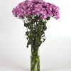 Гвоздика турецька Амазон - Зображення 2