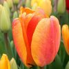 Тюльпан Beauty of Apeldoorn - Зображення 7