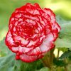 Бегонія Мармората - Marmorata red-white - Зображення 5