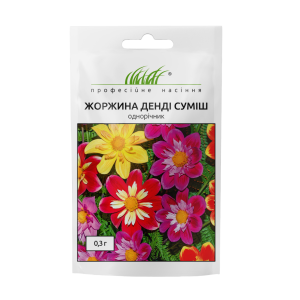 Жоржина низькоросла Денді - Зображення 2