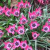 Тюльпан Pulchella Little Beauty