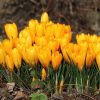 Крокус Giant Yellow - Зображення 7