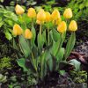 Тюльпан Golden Apeldoorn - Зображення 4