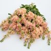 Матіола (левкой) Айрон (Фасовка: 200 шт; Колір: apricot) - Зображення 3