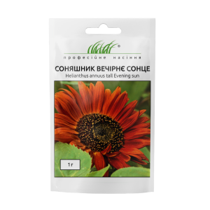 Соняшник Вечірнє сонце - Зображення 3