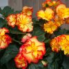 Бегонія Маргіната жовто-червона - Marginata yellow-red - Зображення 3