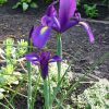 Ірис Пьорпл Сенсейшн - Purple Sensation - Зображення 3