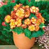 Бегонія Маргіната жовто-червона - Marginata yellow-red - Зображення 4