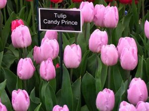Тюльпан Candy Prince - Зображення 7