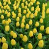 Тюльпан Golden Apeldoorn - Зображення 8