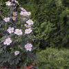 Анемона Пінк Саусер (Фасовка: 100 шт; Колір: пінк) - Зображення 4