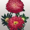 Астра Матадор (Фасовка: 500 шт; Колір: жовтий) - Зображення 2