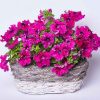 Петунія грандіфлора Афродіта F1 (Фасовка: 200 шт; Колір: purple) - Зображення 2