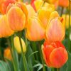 Тюльпан Beauty of Apeldoorn - Зображення 4