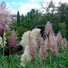 Кортадерія Пампаське Перо (Фасовка: 0,02 г; Колір: суміш) - Зображення 2