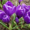 Крокус Flower Record - Зображення 8