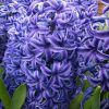 Гіацинт Delft Blue - Зображення 2