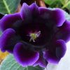 Violacea - Віолацея - Зображення 4