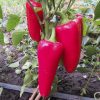 Перець для фарширування (Фасовка: 8 шт) - Зображення 2