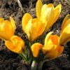 Крокус Giant Yellow - Зображення 8