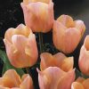 Тюльпан Apricot Foxx - Зображення 4