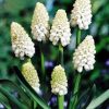 Мускарі Aucheri White Magic - Зображення 5