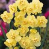 Нарцис Yellow Cheerfulness - Зображення 2