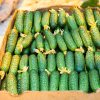 Огірок Фенікс Плюс - Зображення 3