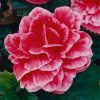 Бегонія Камелія Флора - Camelia Flora pink-white