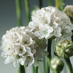 Армерія приморська Армада (Фасовка: 100 шт; Колір: white) - Зображення 4